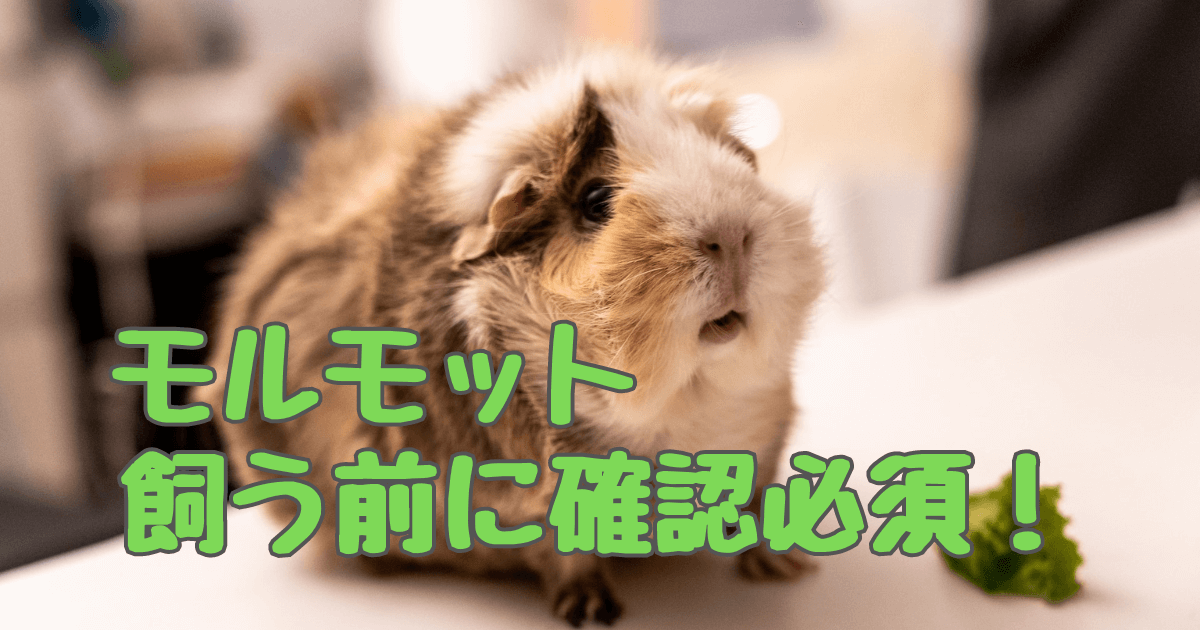 モルモットを飼うと後悔する？飼育前に確認すべき7つのポイント