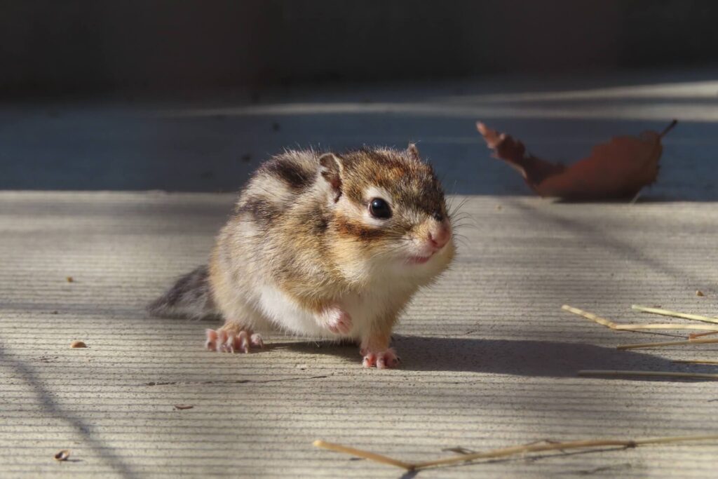 シマリス