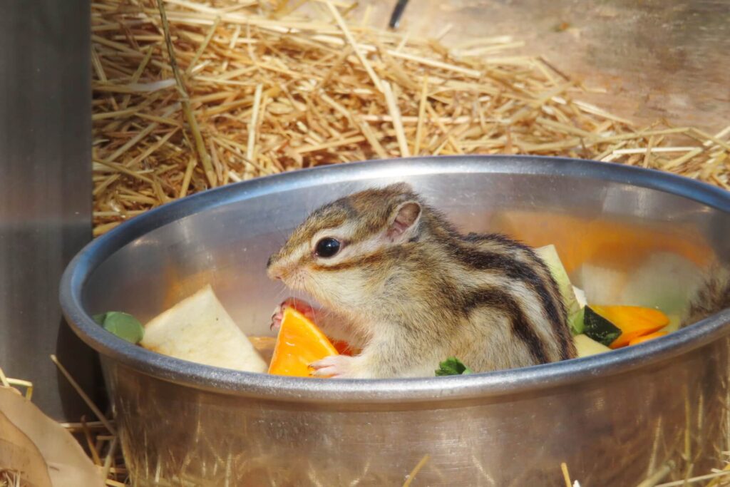 フルーツを食べるシマリス