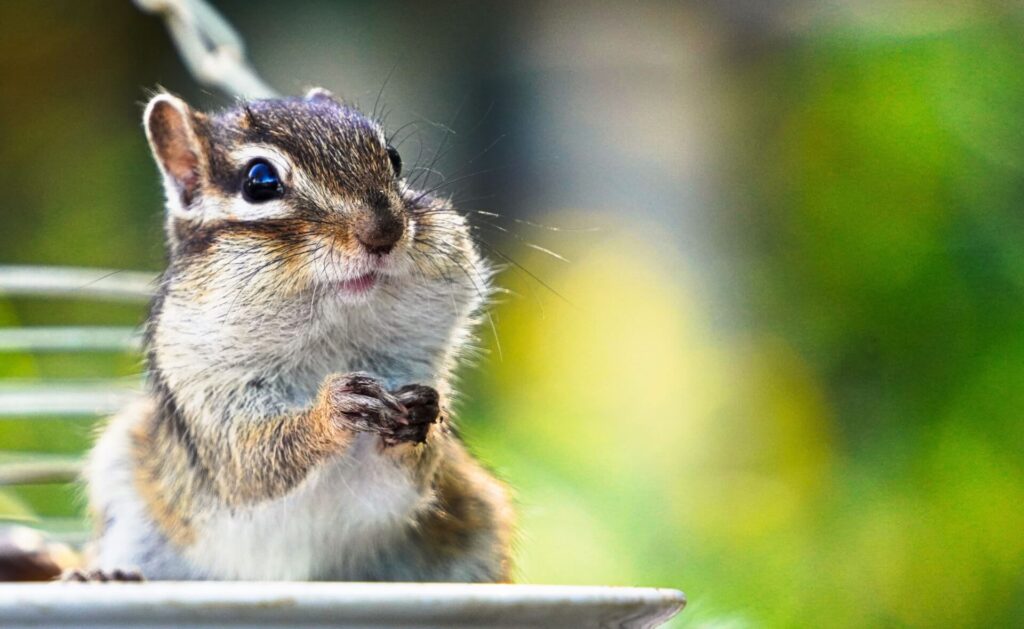 ほお袋パンパンなシマリス