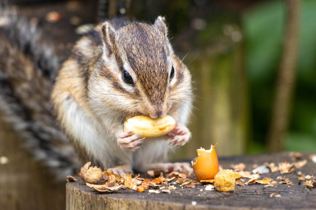 ナッツを食べるシマリス