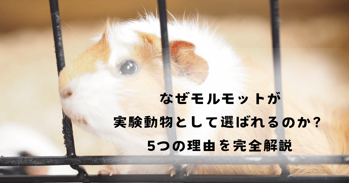 なぜモルモットが実験動物として選ばれるのか？5つの理由を完全解説