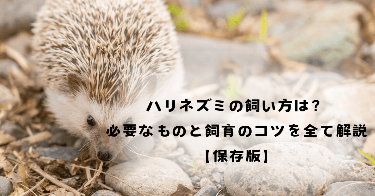 ハリネズミの飼い方は？必要なものと飼育のコツを全て解説【保存版】