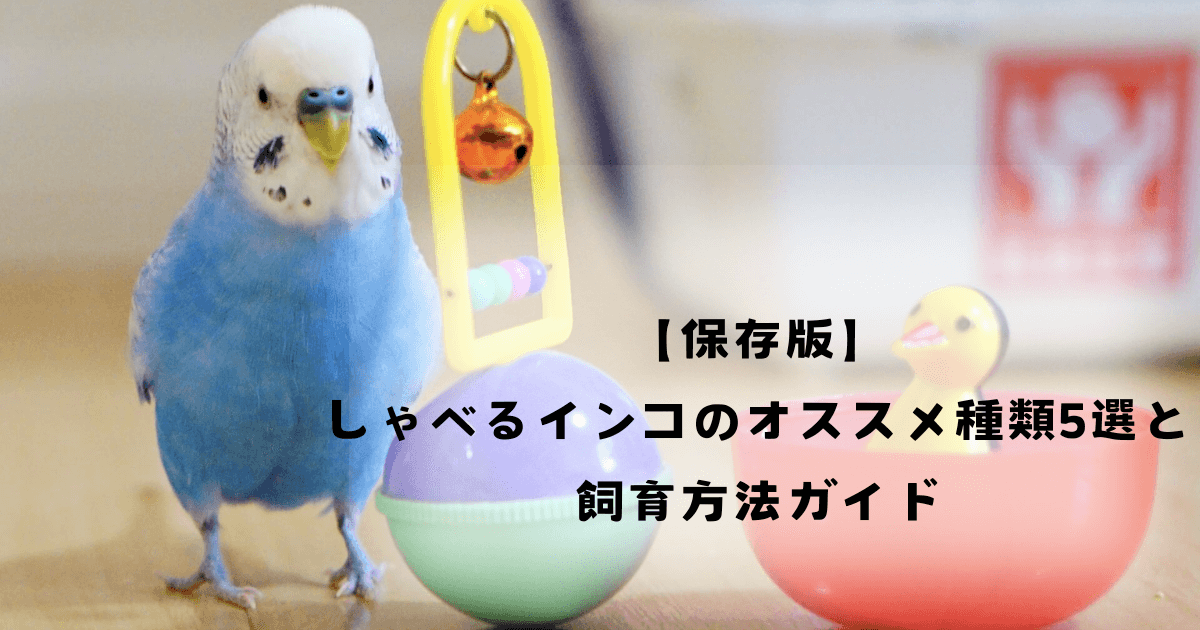 【保存版】しゃべるインコのオススメ種類5選と飼育方法ガイド