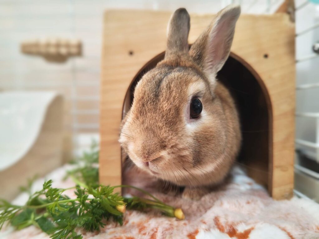 うさぎ小屋