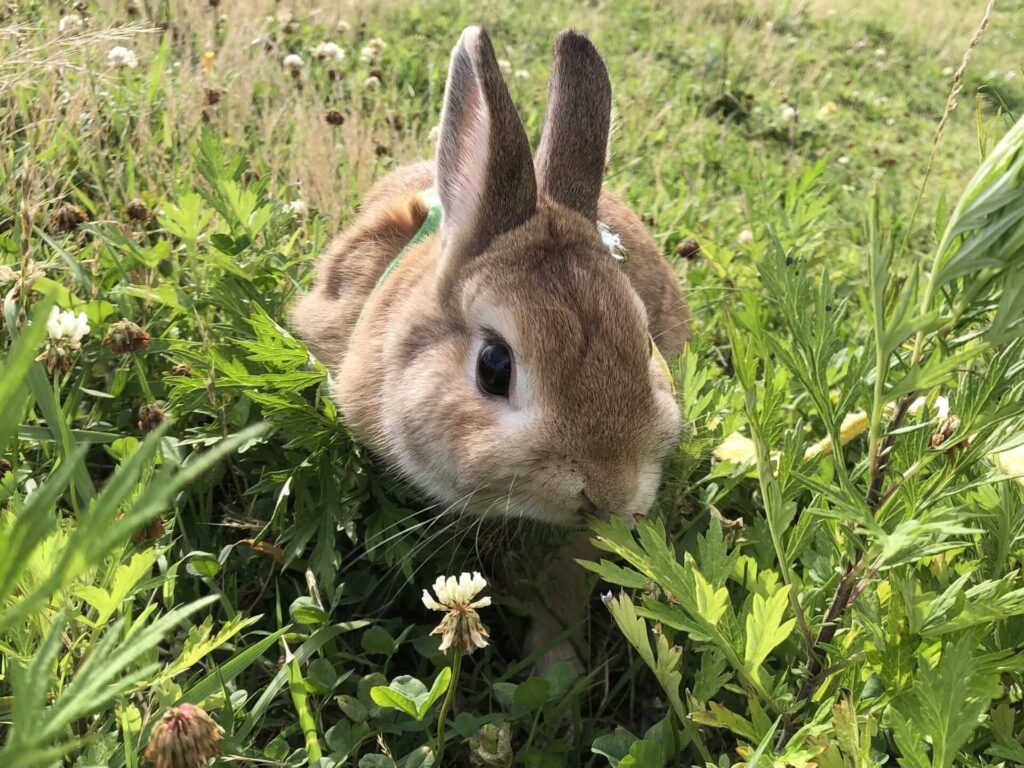 外うさぎ