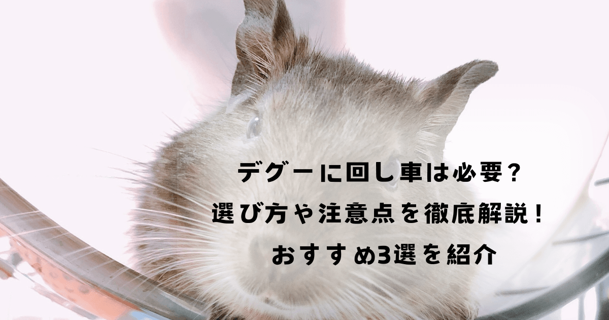 デグーに回し車は必要？選び方や注意点を徹底解説！おすすめ3選を紹介