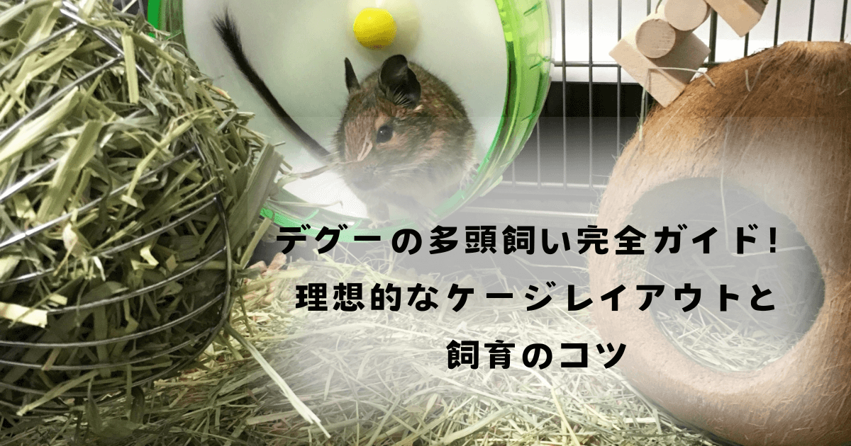 デグーの多頭飼い完全ガイド！理想的なケージレイアウトと飼育のコツ