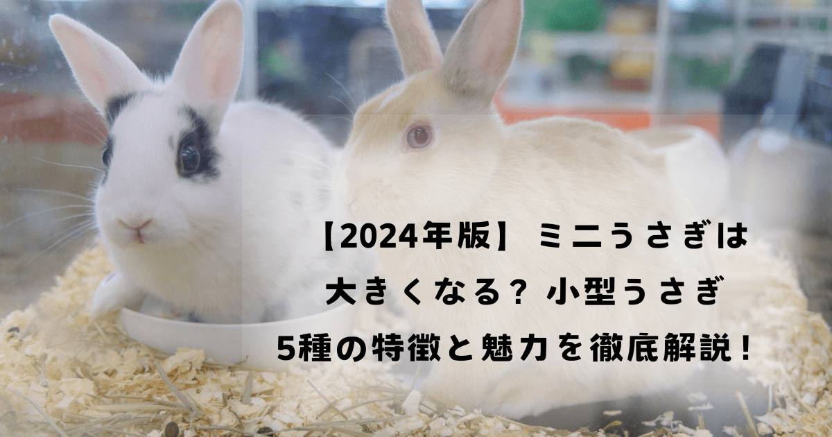 【2024年版】ミニうさぎは大きくなる？小型うさぎ5種の特徴と魅力を徹底解説！