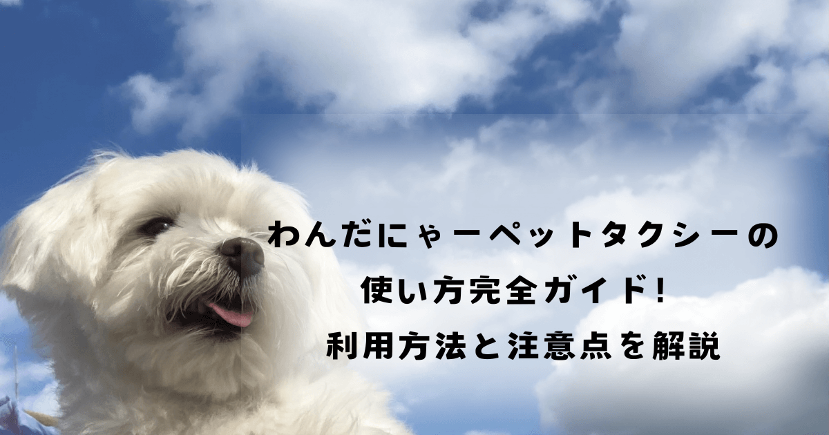 わんだにゃーペットタクシーの使い方完全ガイド！利用方法と注意点を解説