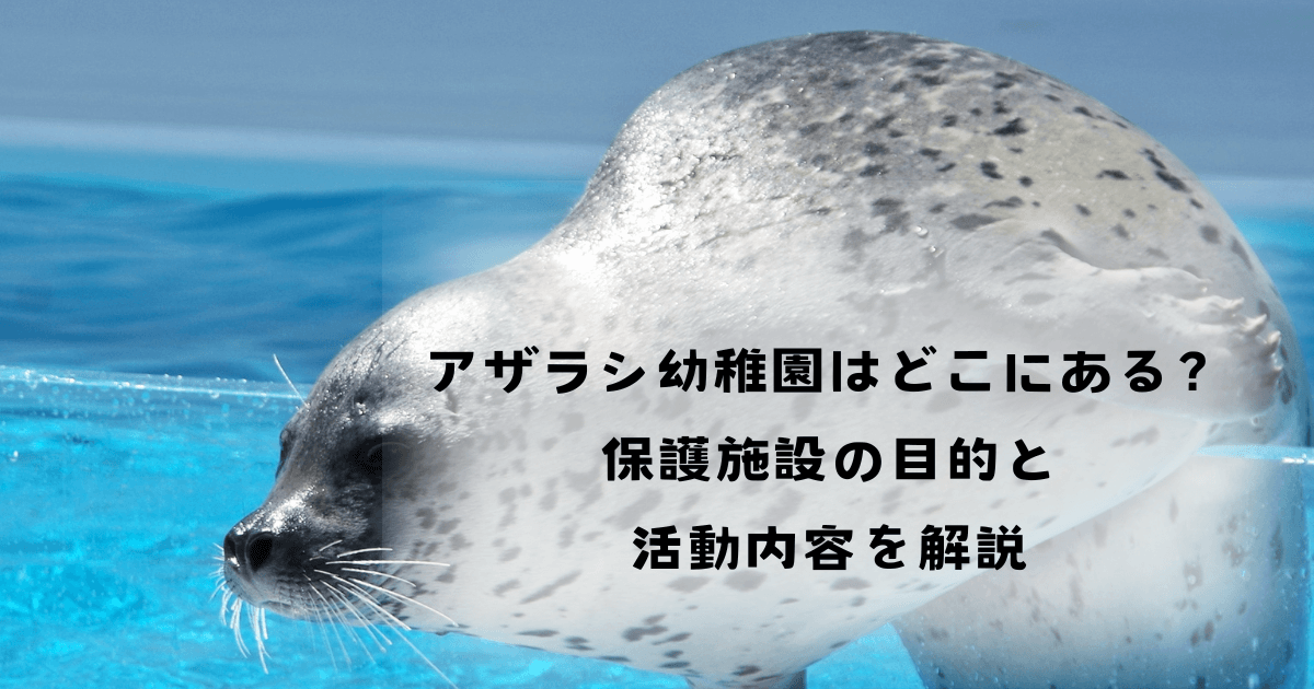 アザラシ幼稚園の所在地や目的、活動内容を詳しく解説。オランダの小さな村にある施設が、アザラシ保護と環境教育を通じて世界に影響を与える姿を紹介。見学方法やボランティア参加の情報も。