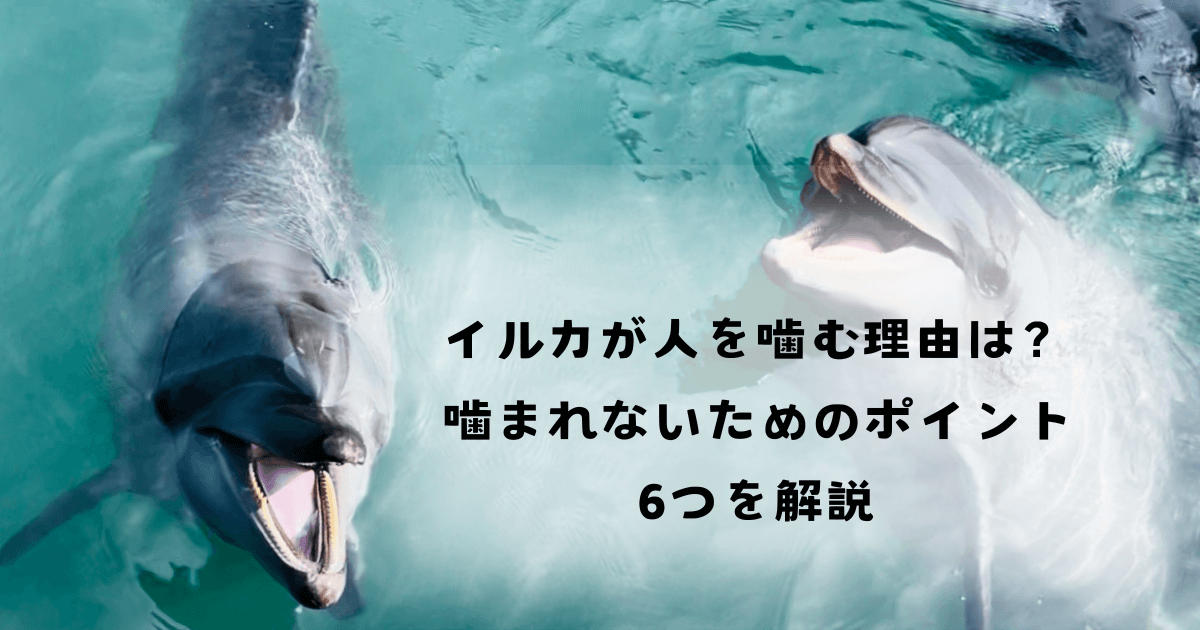 イルカが人を噛む理由は？噛まれないためのポイント6つを解説