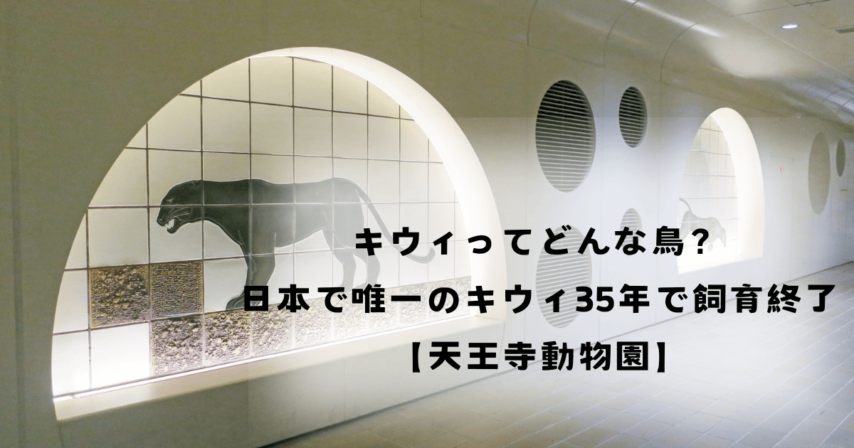 キウィってどんな鳥？日本で唯一のキウィ35年で飼育終了【天王寺動物園】