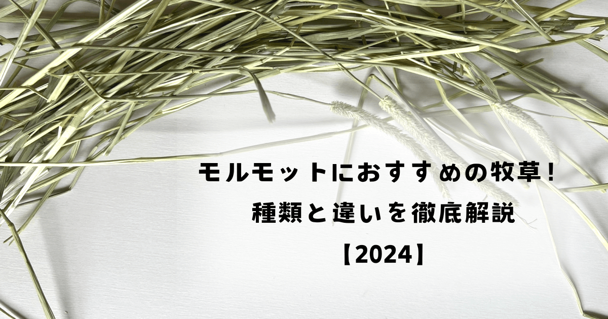 モルモットにおすすめの牧草！種類と違いを徹底解説【2024】