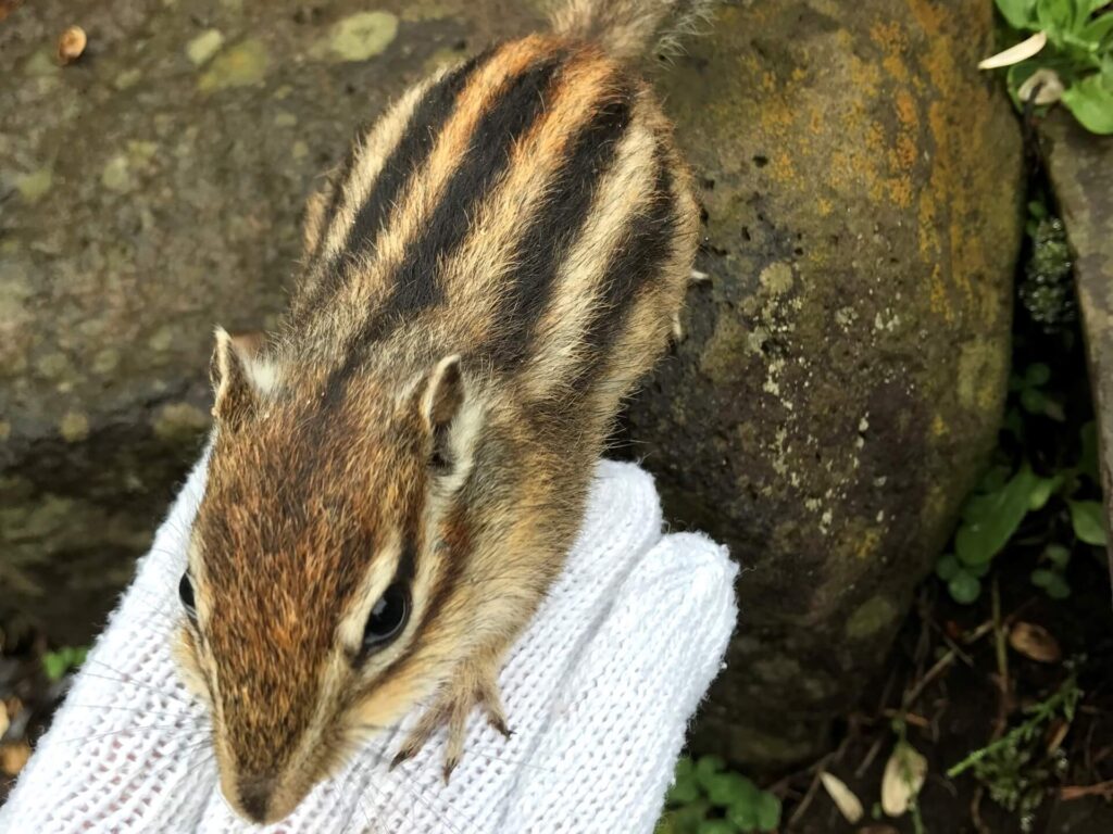 手に乗るシマリス