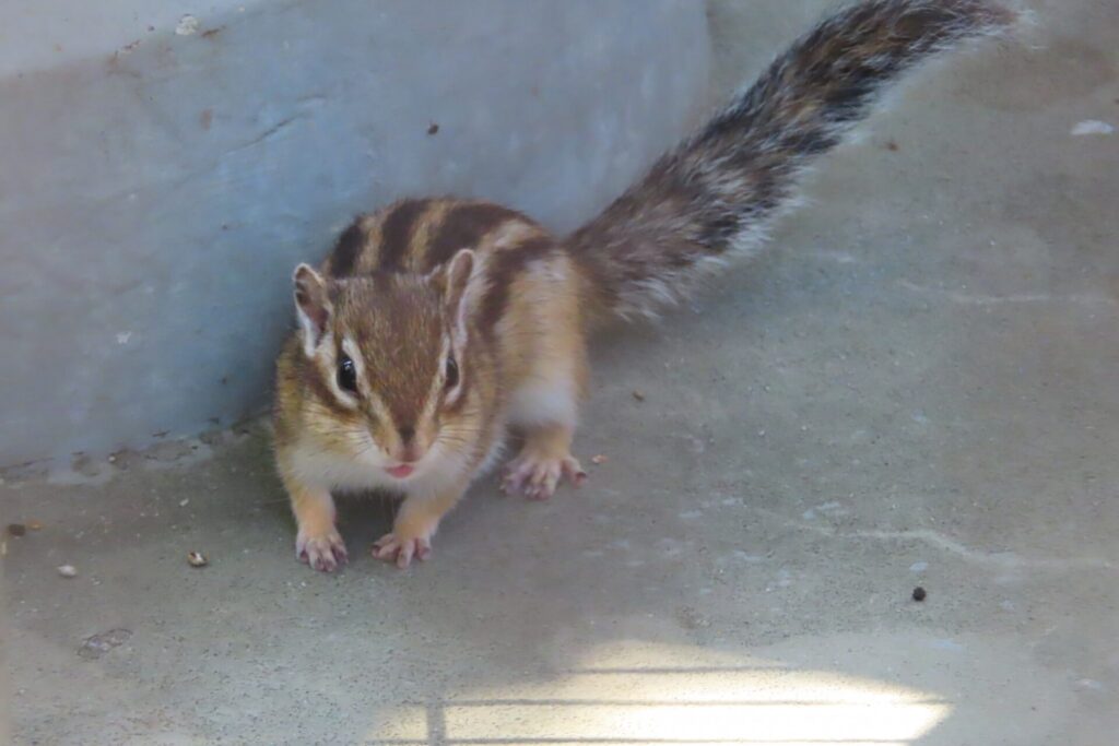 歩くシマリス