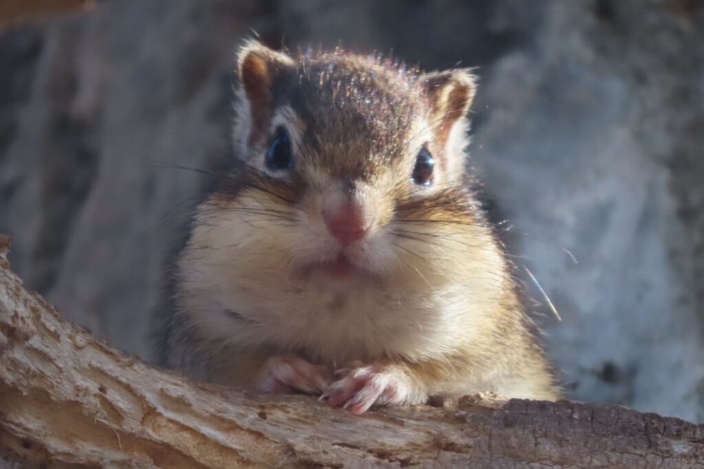 怒ってるシマリス