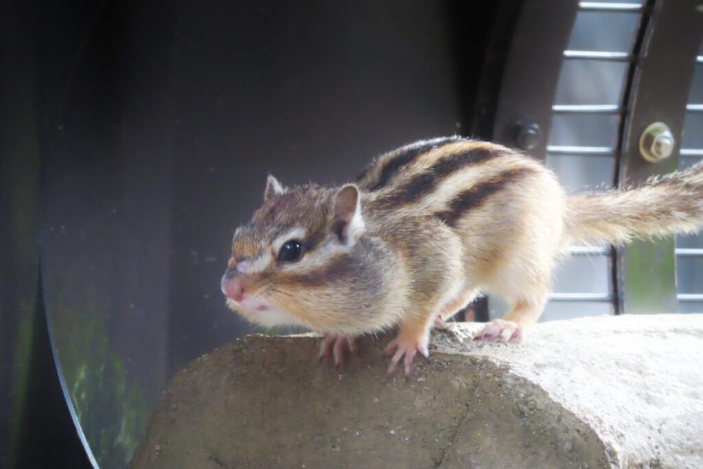 飛ぶ前の祖シマリス