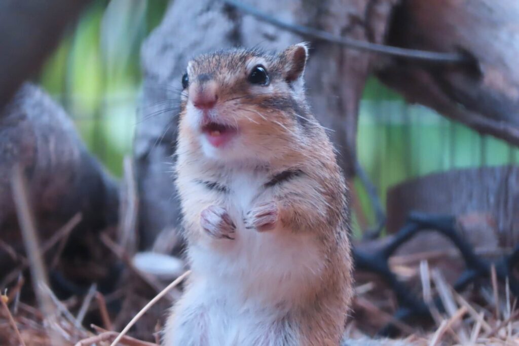 威嚇するシマリス