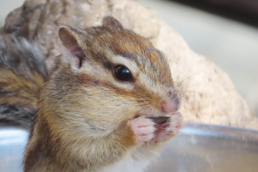 餌食べてるシマリス