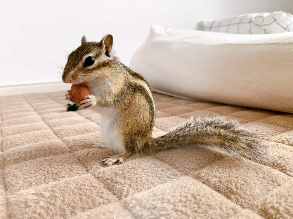 かわいいシマリス