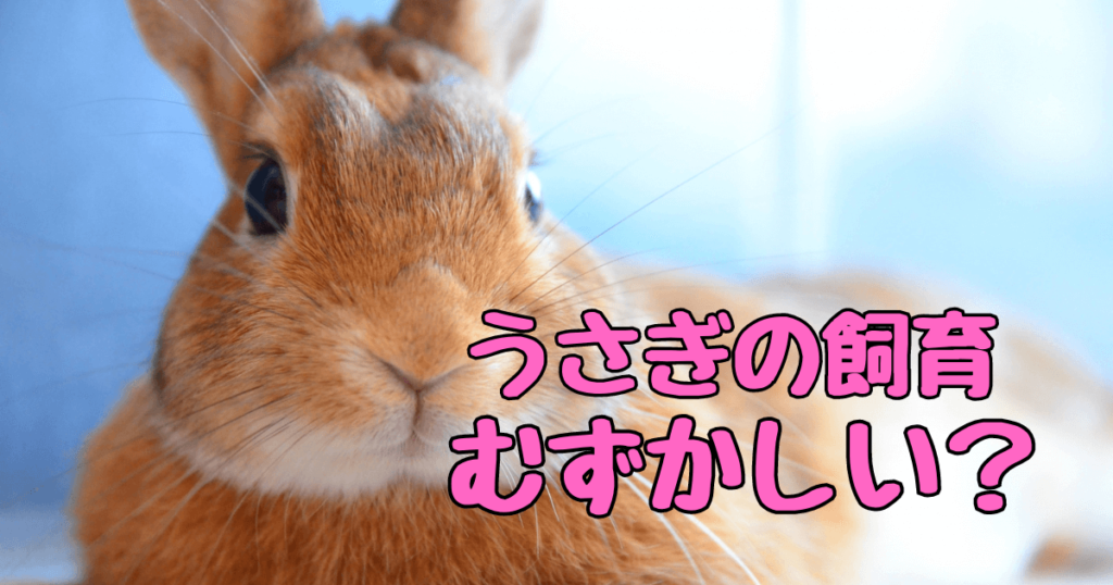 うさぎ飼育の難しさ解消！初心者でも安心の5つのコツ