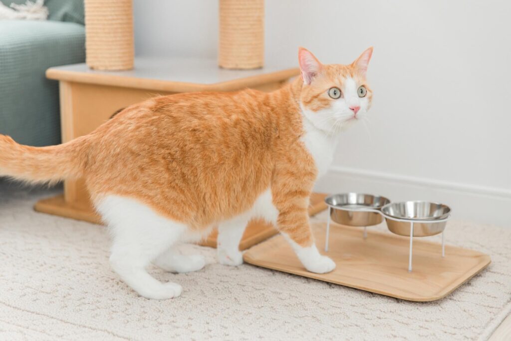 水を飲む猫