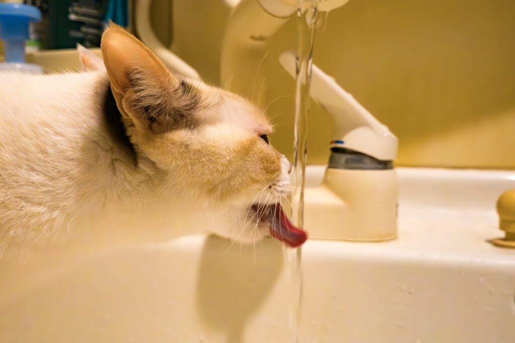 水を飲む猫