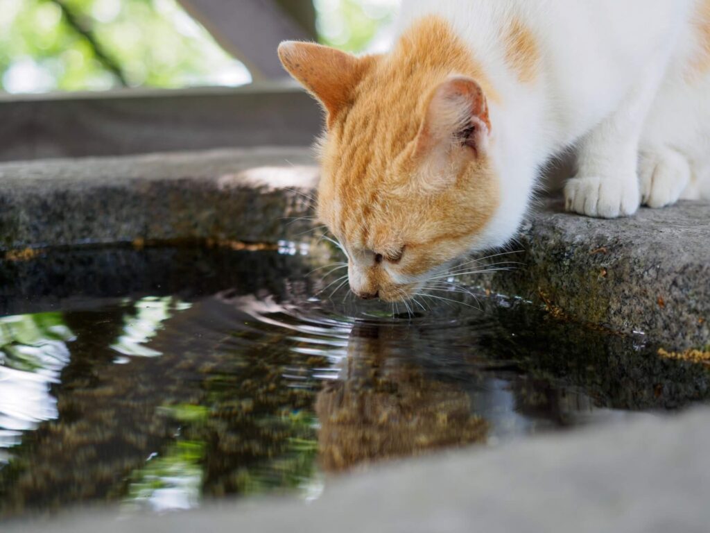 水を飲む猫