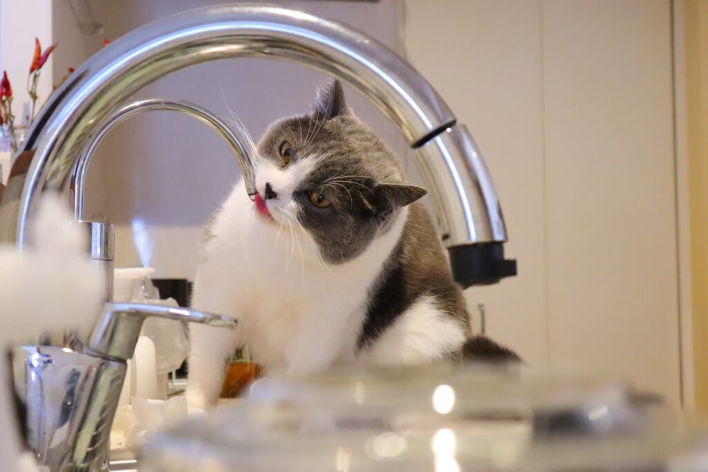 水を飲む猫