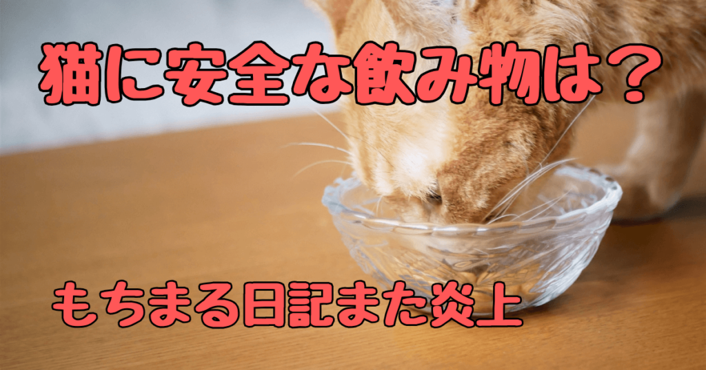 猫に炭酸水は危ない？もちまる炎上から考える飼育の責任